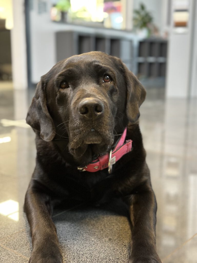 Bürohund Rolladenbau Morgenstern